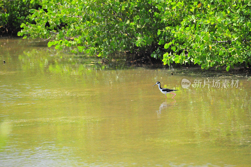 Étang aux Poissons，黑颈高跷(Himantopus mexicanus)，红树林，圣马丁